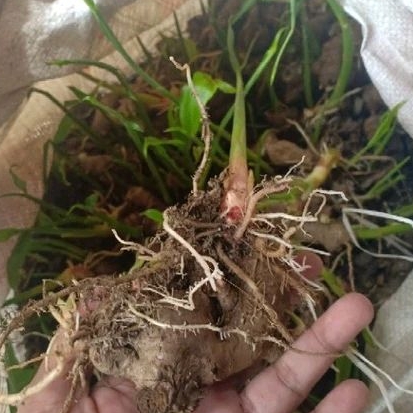 Bibit Jahe Merah Super 1kg