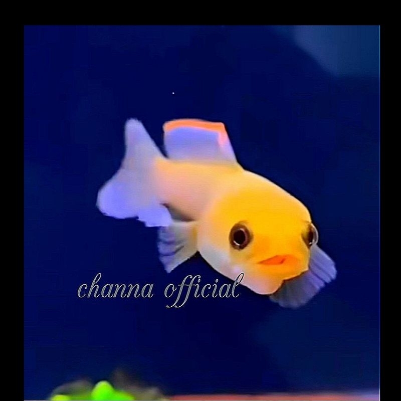 golden XHantic -+6 cm kwalitas premium