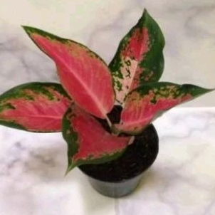 tanaman hias red kochin tembaga anakan