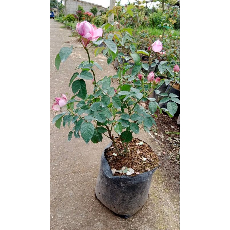 Bunga Mawar DAMASCENA sipaling wangi