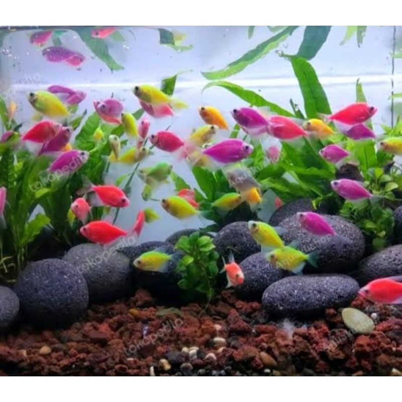 ikan Glow fish/Ikan  warna warni PAKET 5 EKOR