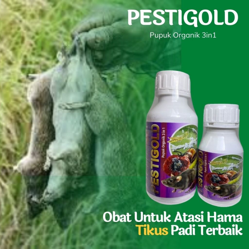Obat Semprot Untuk Mengatasi Hama Tikus Padi Paling Ampuh - PESTIGOLD