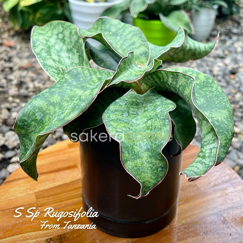 Sansevieria Rugosifolia From Tanzania