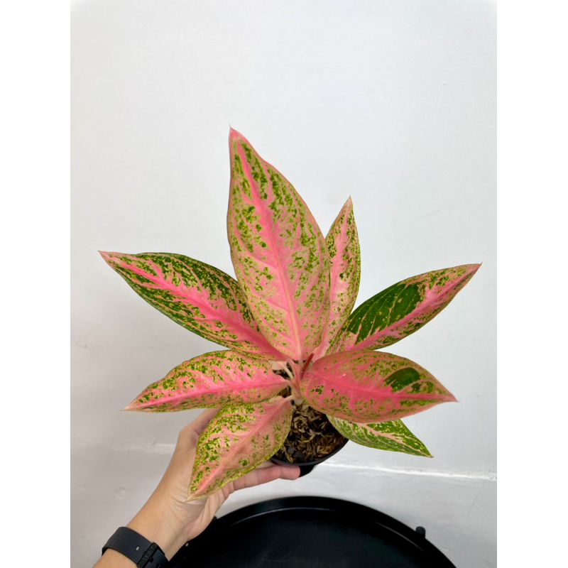 Aglaonema Tamara | TREN Tanaman Hias