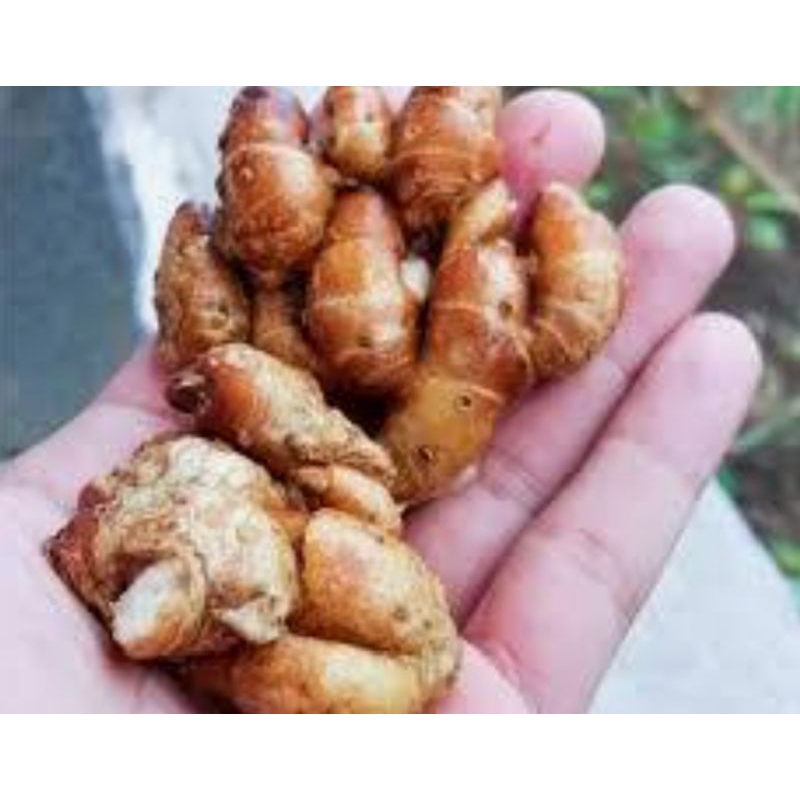 

rempah rempah bumbu masak jahe, kencur, kunyit, lengkuas