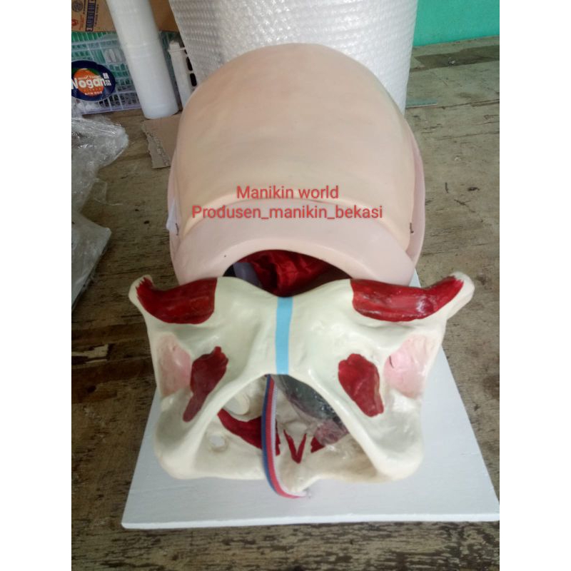 MANIKIN KOMPRESI BIMANUAL INTERNAL /KBI-KBE/PHANTOM MANIKIN BI MANUAL