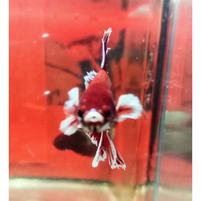 Halfomoon Dumbo Ear Lavender