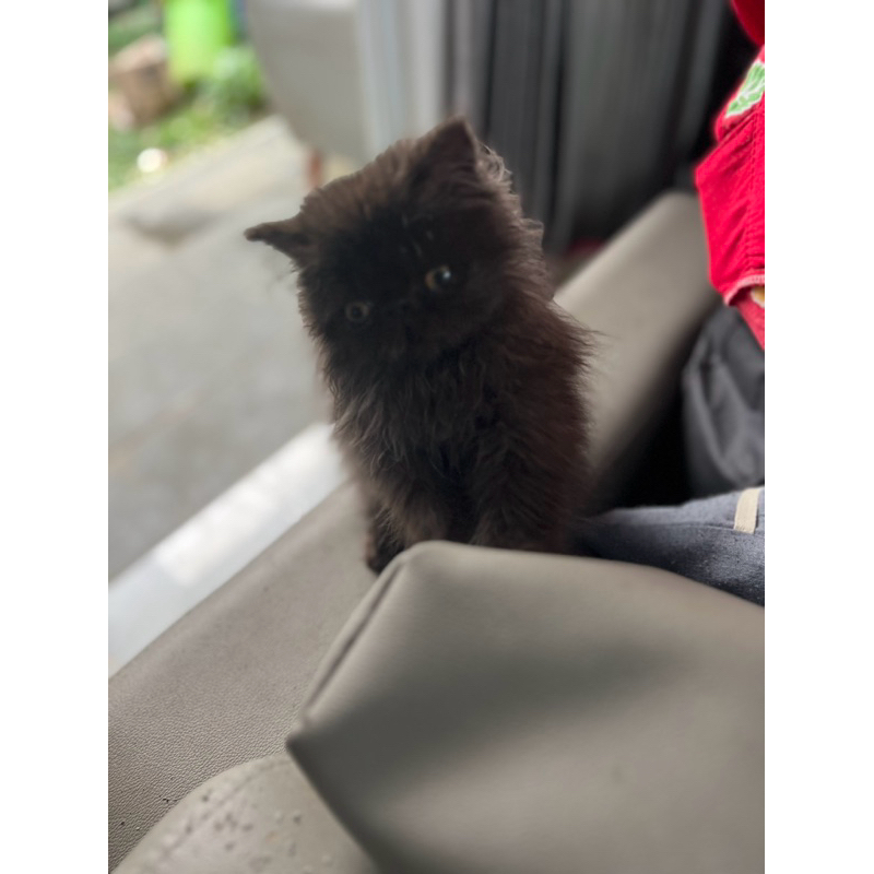 Persia Peaknose