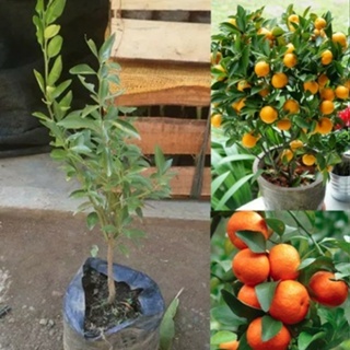 bibit tanaman jeruk santang madu okulasi cepat berbuah manis