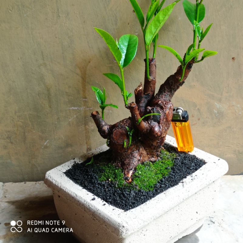 bahan bonsai wuni buahnya enak di makan di kirim sama potnya realpic