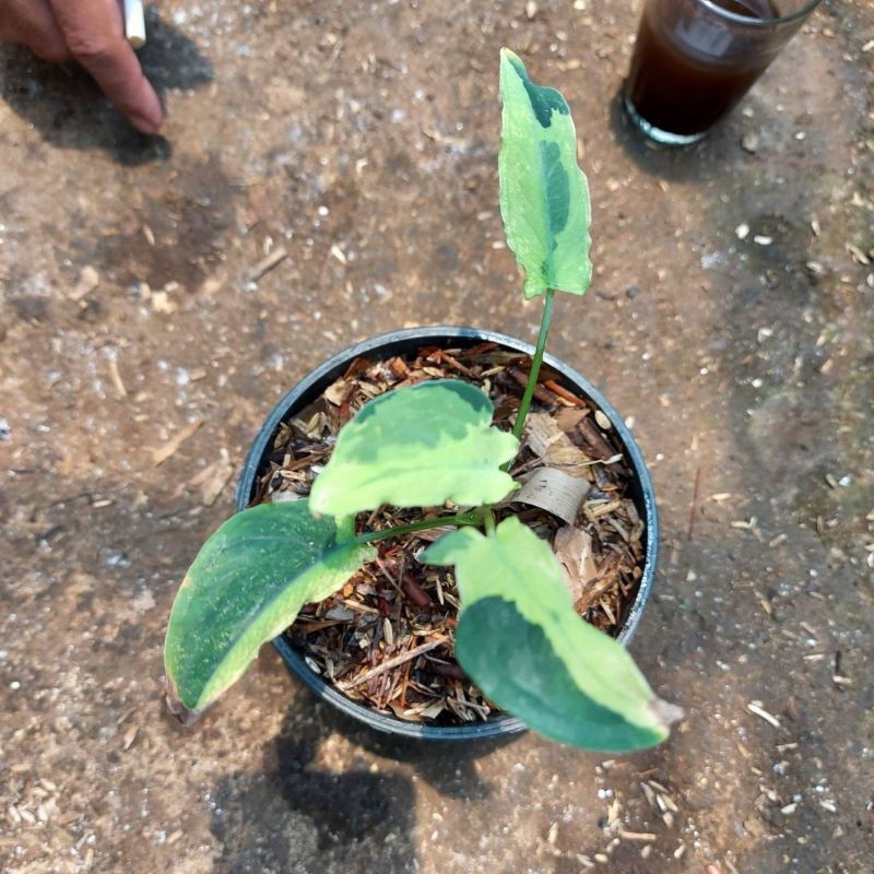 Xanthosoma Sagittifolium Variegata Daun Macro Langka