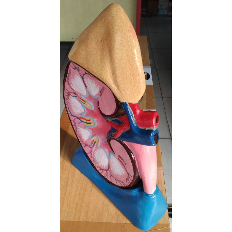 PHANTOM MODEL GINJAL MANUSIA / MANIKIN MODEL GINJAL MANUSIA