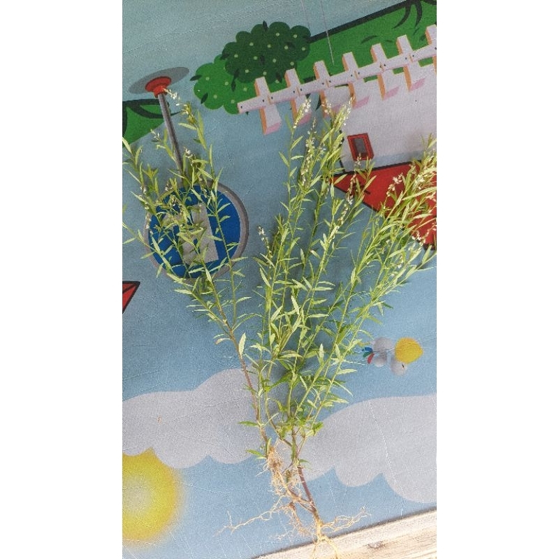 tanaman ki tarason herbal (kitolod)
