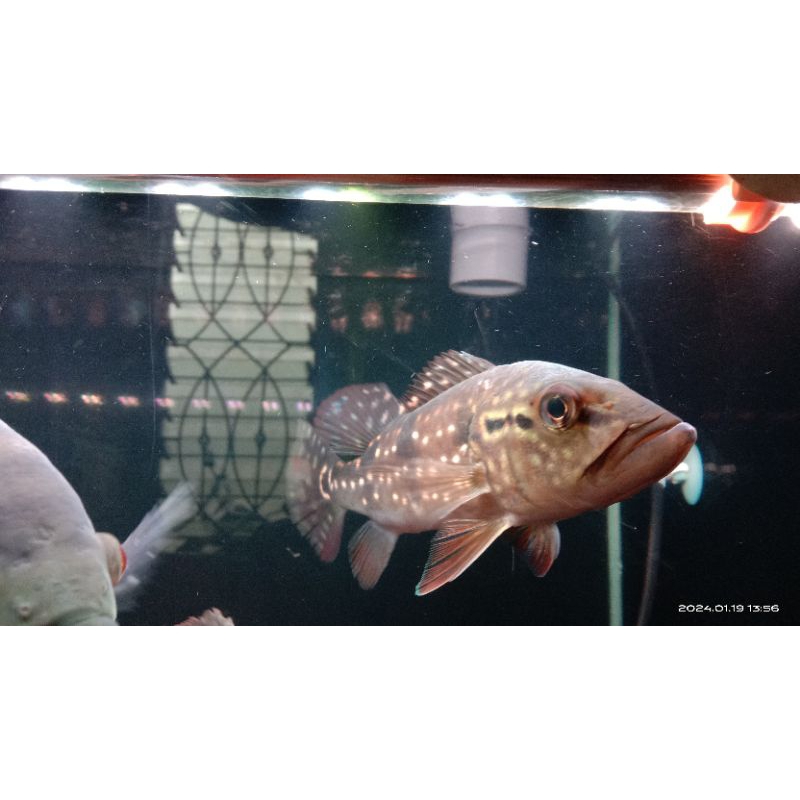 PBASS PEACOCK BASS PINIMA PAKAN PELET