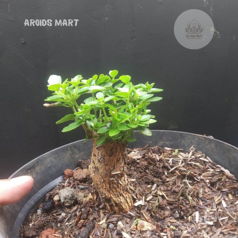 Bonsai Sancang/Tanaman hias sito sancang