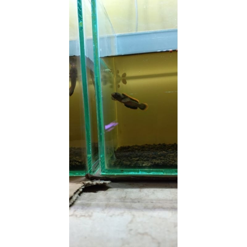 air Ketapang chana limbata cb Lawu jaminan rim merah