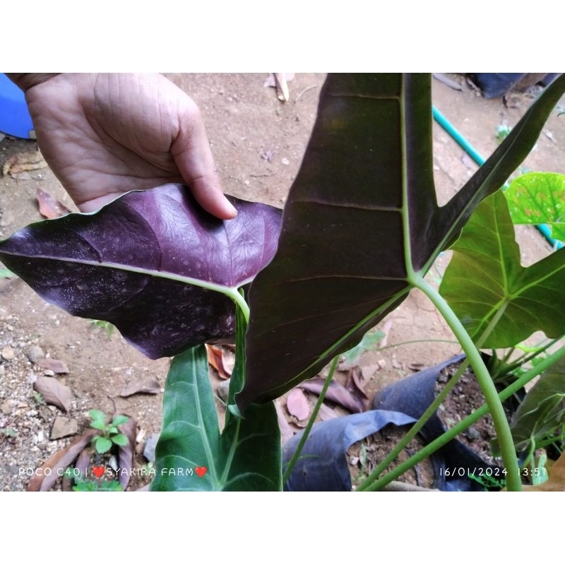 tanaman hias talas wulung lompong wulung daun wulung ungu