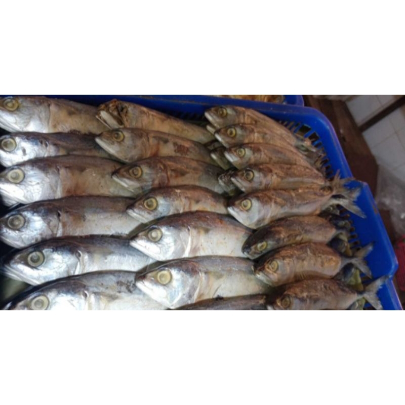 

ikan peda putih