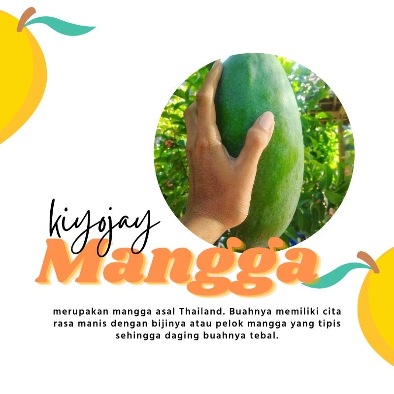 Mangga Kiojay / mangga jumbo kiojay
