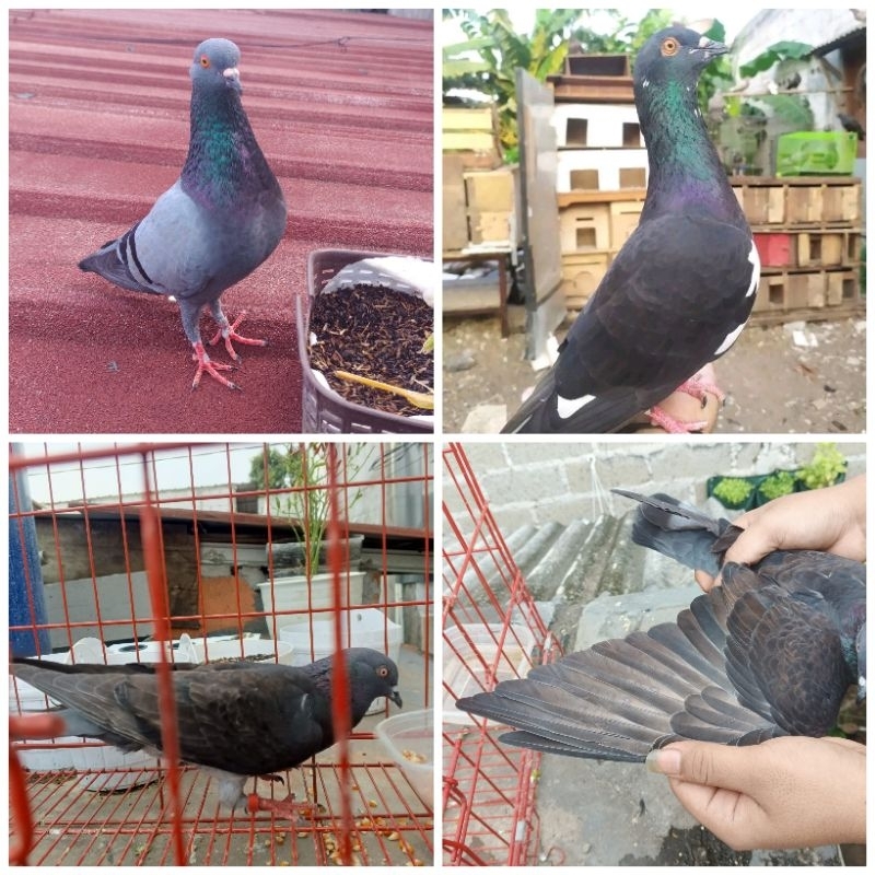 

Pakan Burung