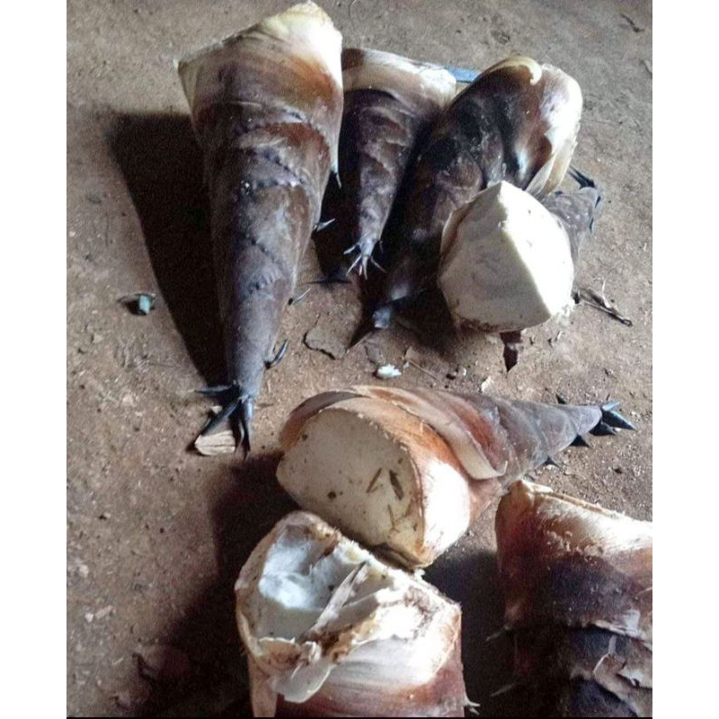 

Rebung 1kg belum Kupas