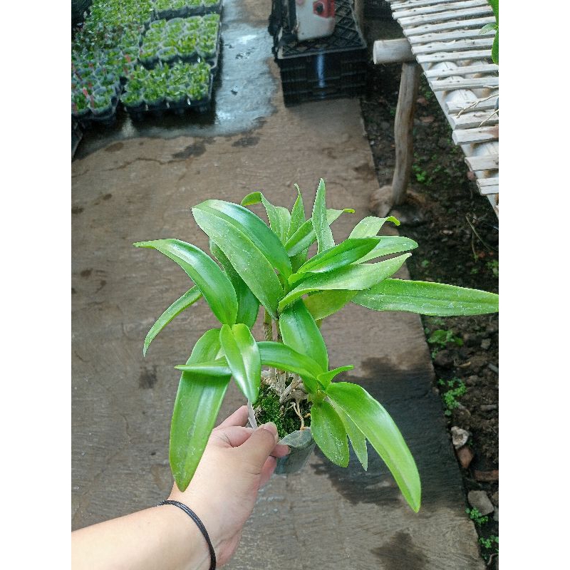 dendrobium antennatum seedling & remaja