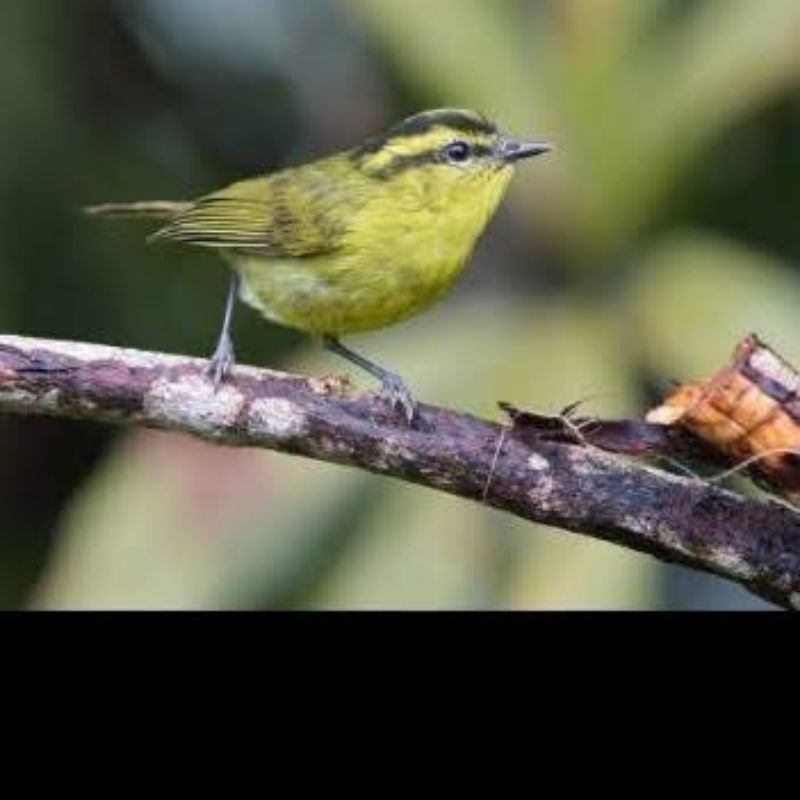 BURUNG PARE*/CIKRAK DAUN/Mozambik lokal