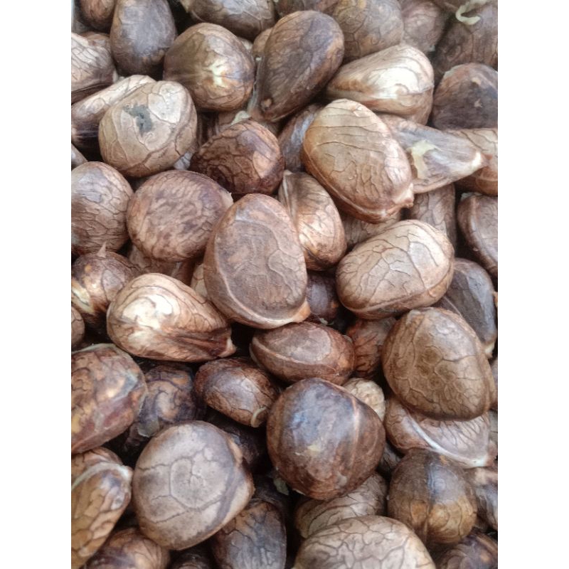 

harga perkg buah kluwih buah timbul frest tua asli jatuh dari pohon, bisa di tanan dan di konsumsi buat kesehatan hemat dan murah