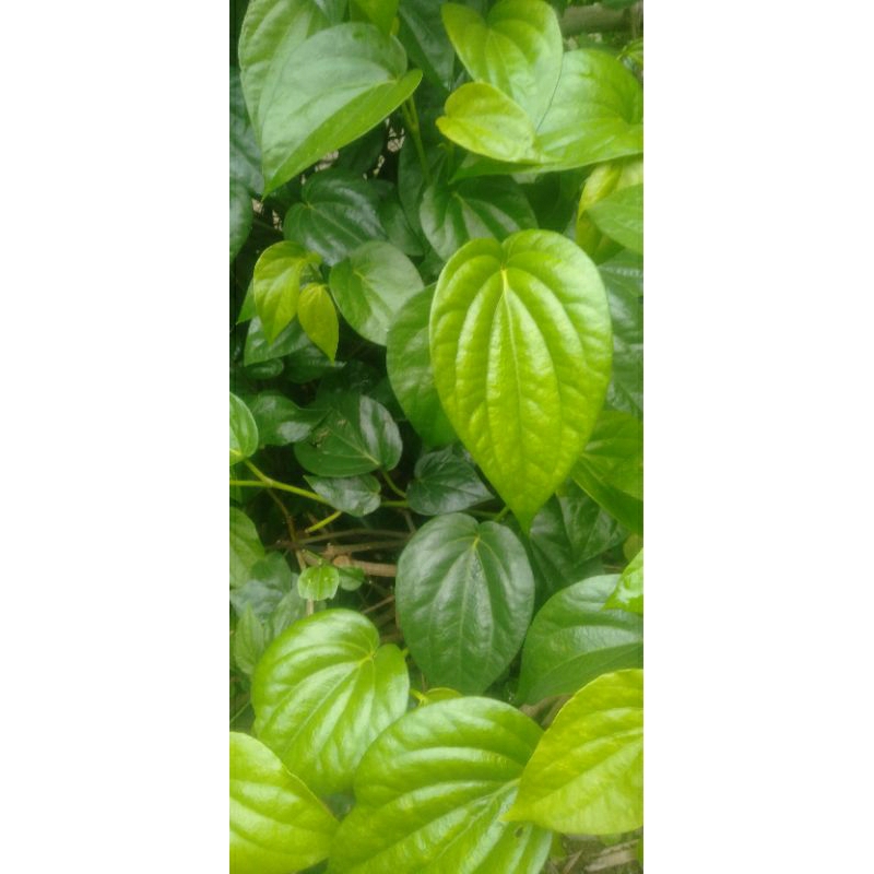 

daun sirih