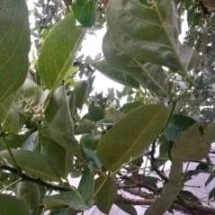 

daun cangkring 50 lembar