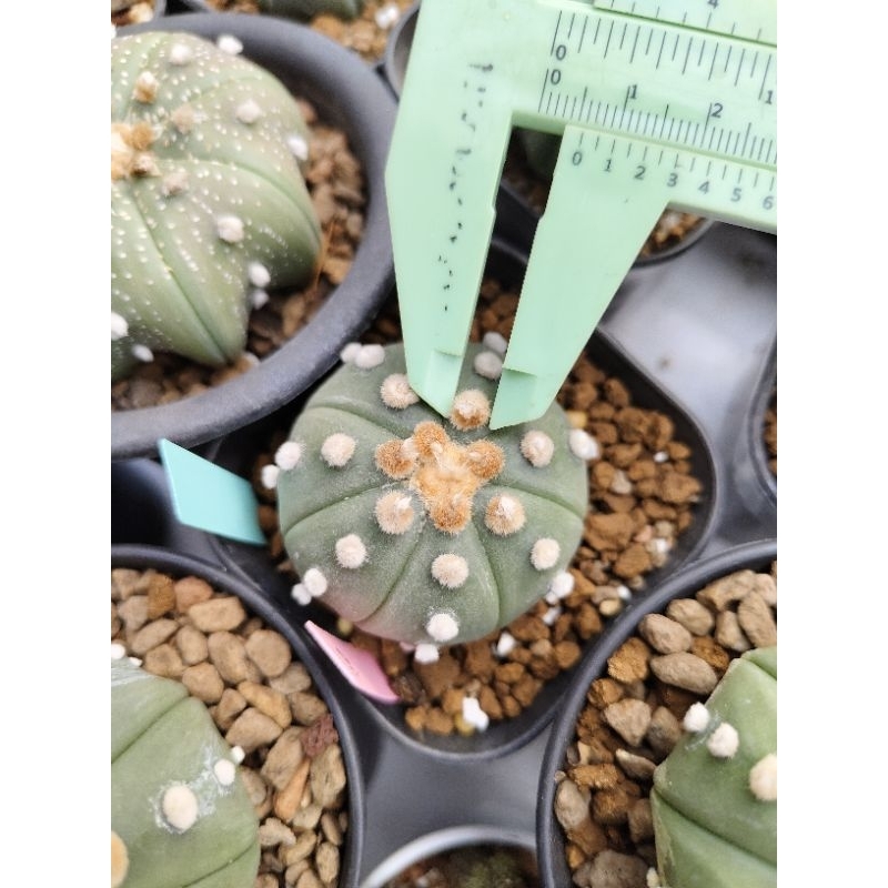 kaktus astrophytum astro ooibo