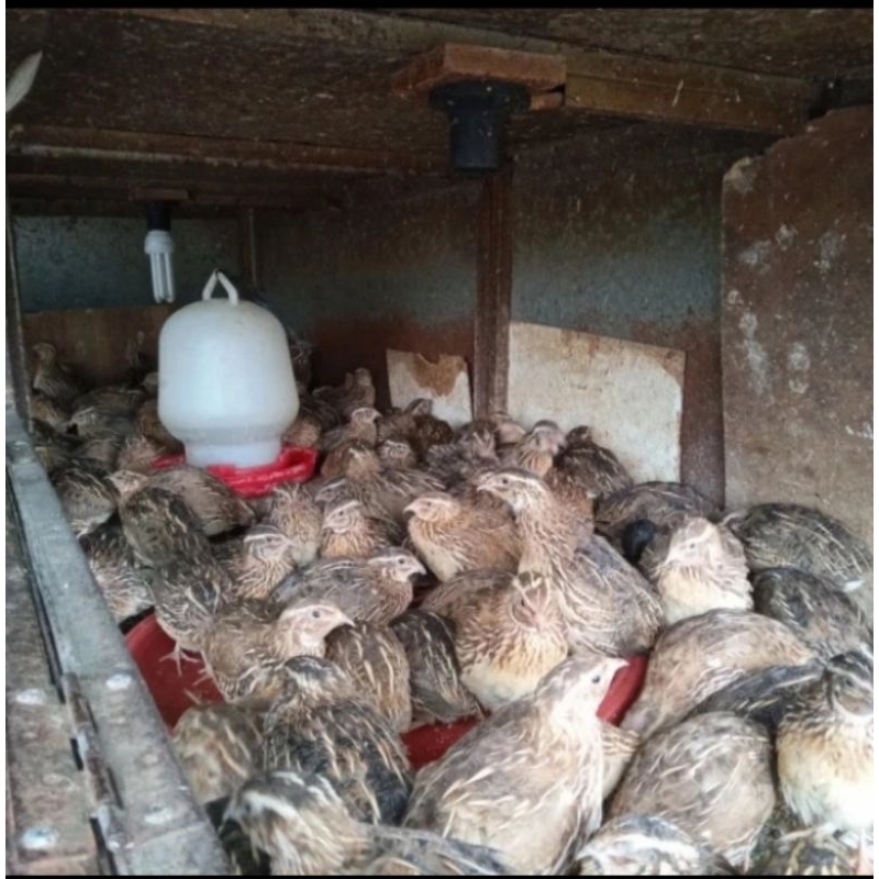 Burung Puyuh Betina Siap Telur - Beli 15 Free 1 Ekor