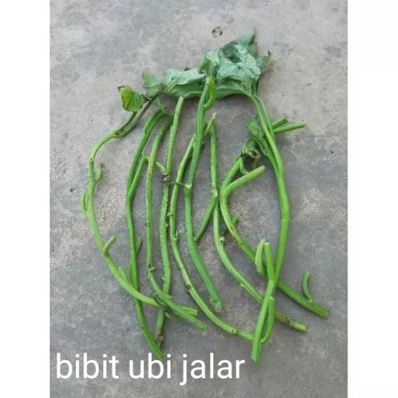 12 biji bibit ketela rambat/ubi jalar/ubi madu mudah tumbuh