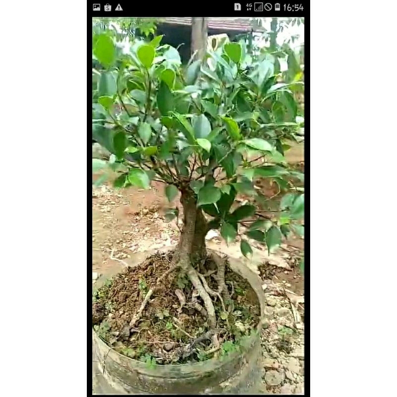 tanaman hias hidup bonsai kimeng