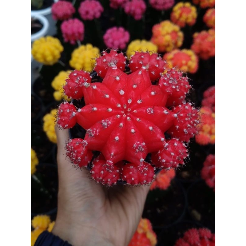 Gymno red cap imfort