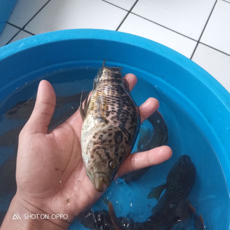 ikan Jaguar SB Size 4 Jarian