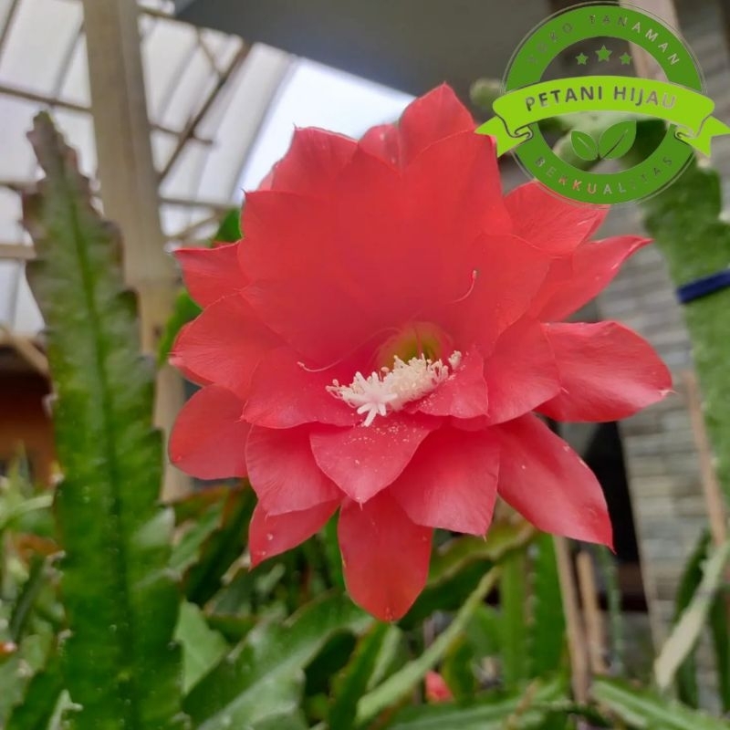 Tanaman hias Wijaya Kusuma merah - Ackermani