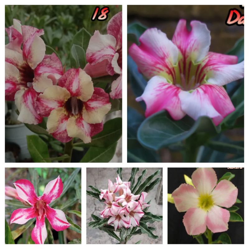 Adenium bunga Single Varian Warna Kalem