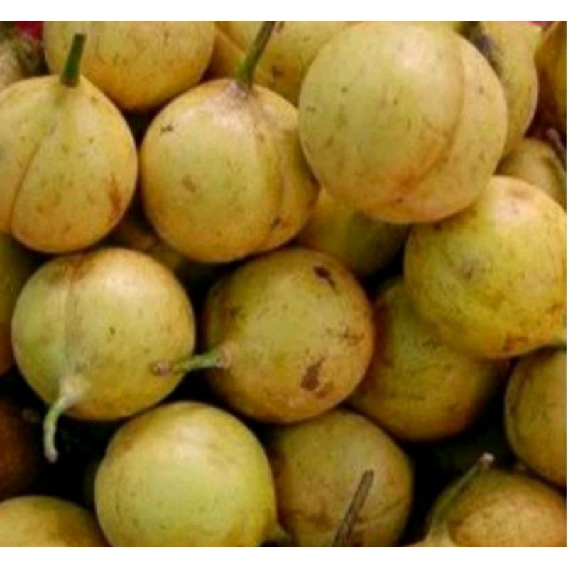 

BUAH PALA MUDA/TUA FRSHH OBAT HERBAL 500GRM