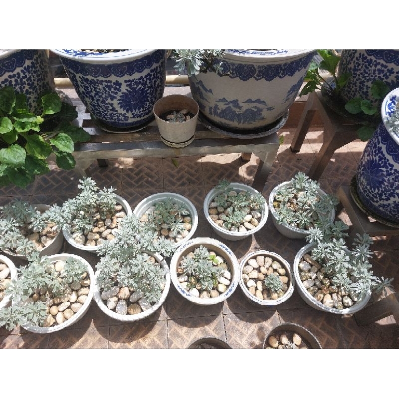 pohon puyong daun lebat