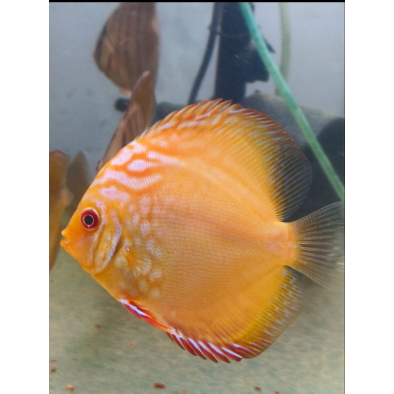 Discus Yellow Pigeon