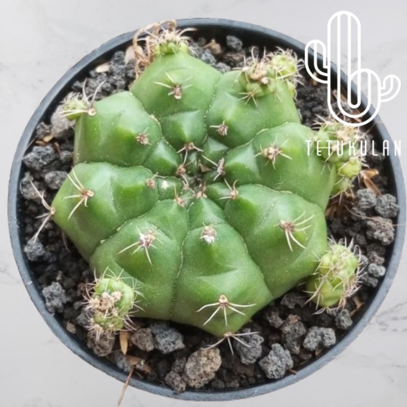 Kaktus Gymno Damsii Hijau Kaktus Hidup Kaktus Sukulen Kaktus Hidup Tanaman Hias Kaktus Sukulen Hidup