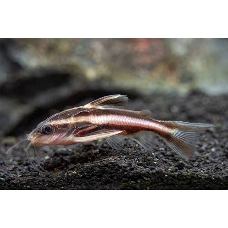 platydoras ikan pembersih aquascape