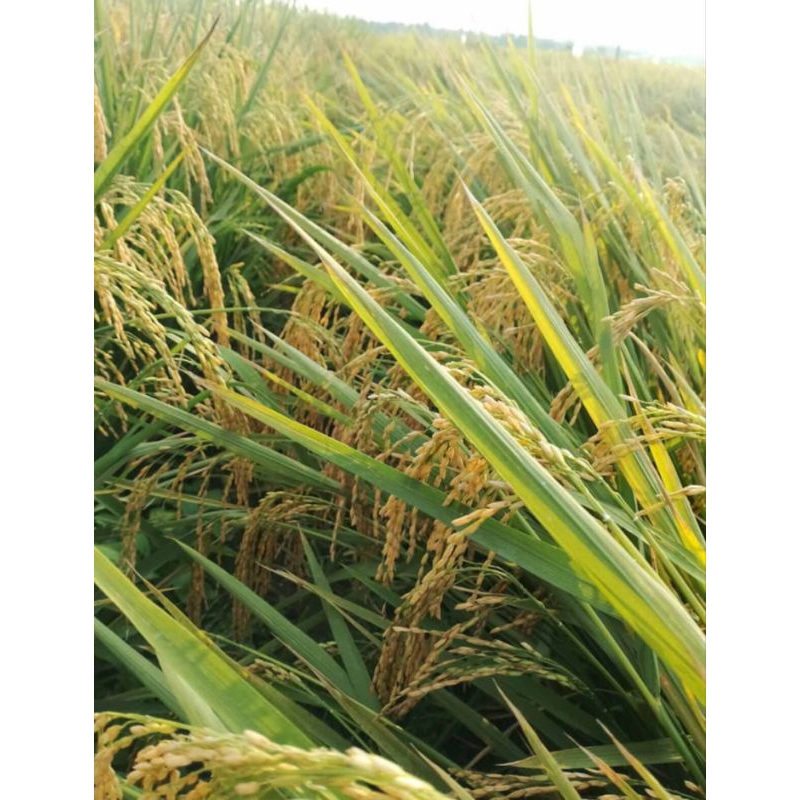 BIBIT BENIH PADI CIHERANG SS KEMASAN 1KG BERKUALITAS