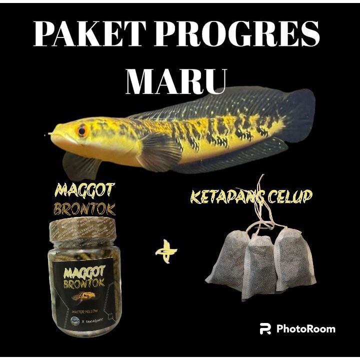 PAKET CHANNA MARU YS PROGRES + MAGGOT + KETAPANG CELUP BAHAN KONTES GARANSI 1005
