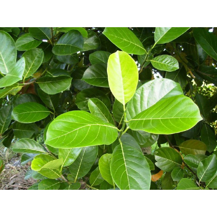 

1 Lembar Daun Nangka Segar Organik Petik Langsung dari Pohon