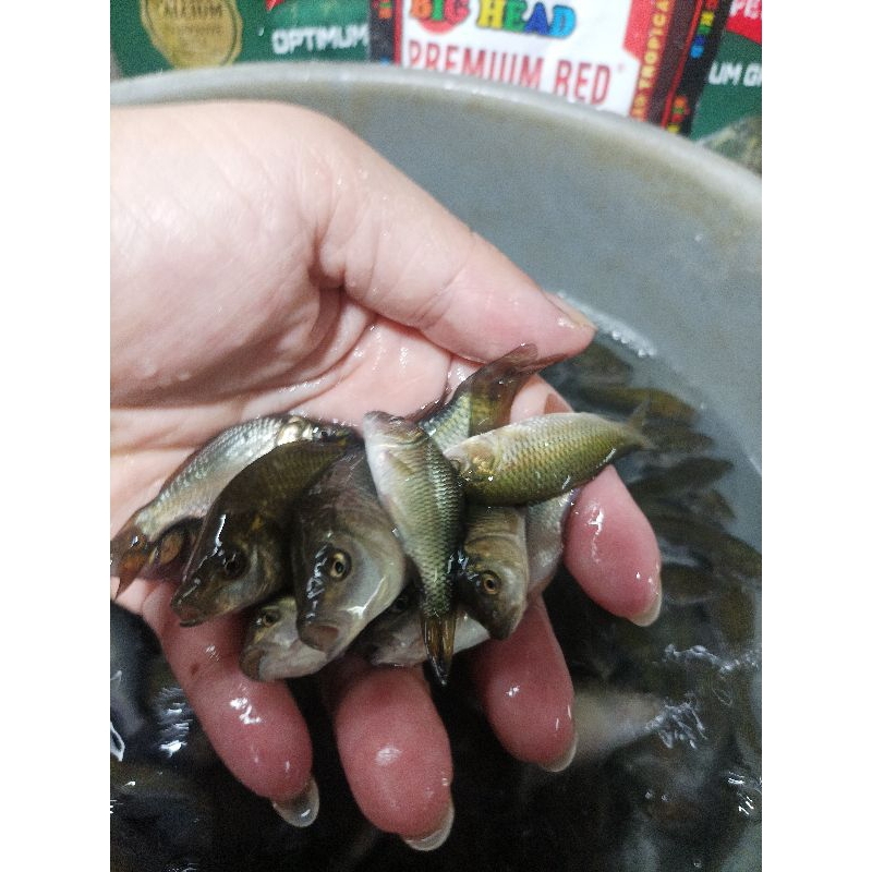 ikan mas pakan