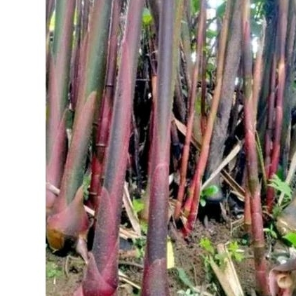 bibit kecombrang merah