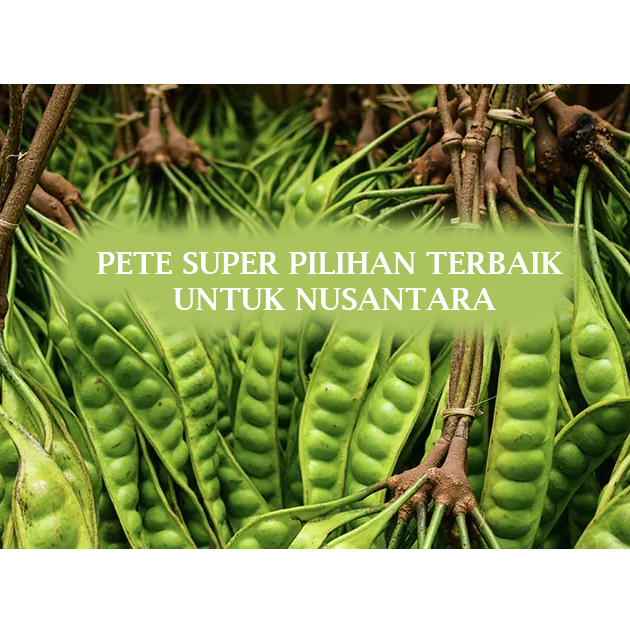 

Promo Murah Pete SUPER Segar Berkualitas/Pete Segar Pilihan/Pete Tua Segar