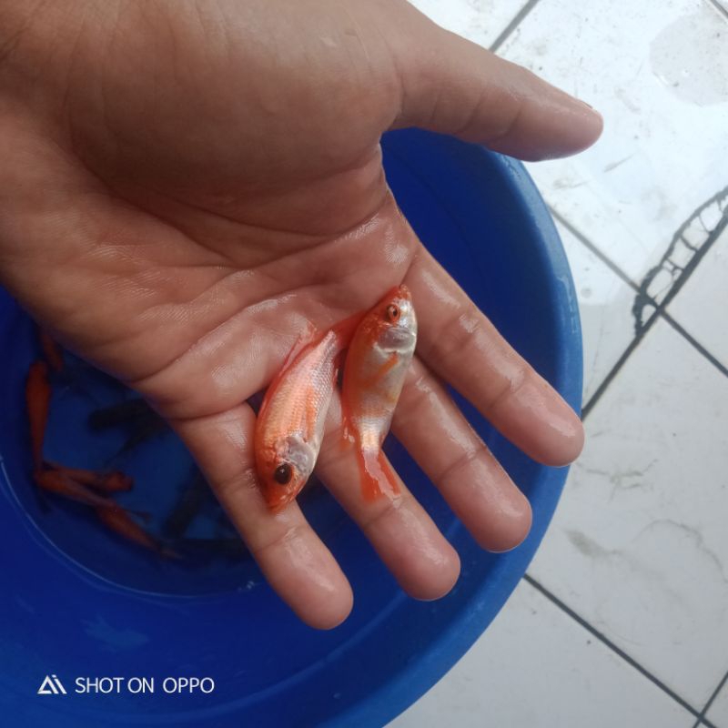 Bibit Ikan Nila Kakap Padang Size Korek Gas